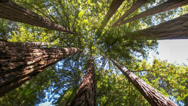 How Our Tree Care Process Works  in Owensville, MO